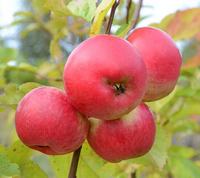 Aport æbler